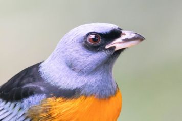 Paraíso das aves, Jacupiranga recebe turistas e observadores de todo o mundo